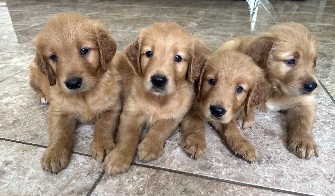Golden Retriever image 3