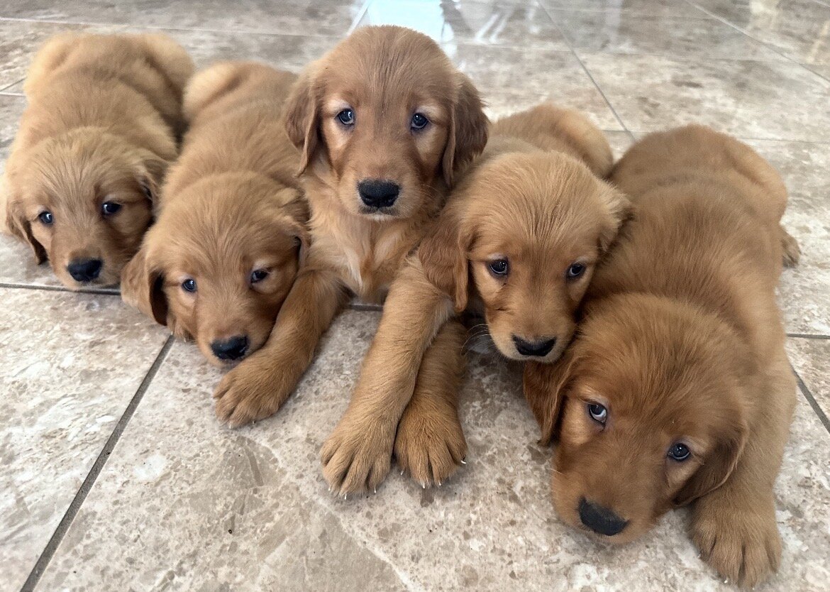 Golden Retriever image 4