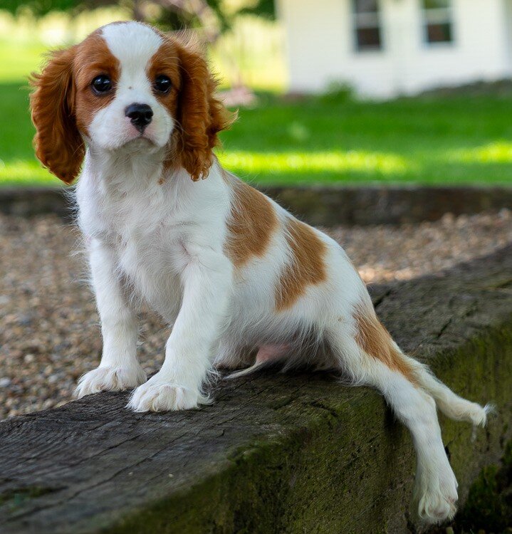 Spencer Male Cavalier image 3