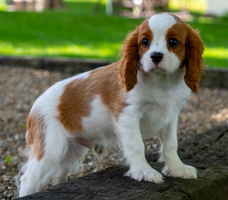Spencer Male Cavalier image 2