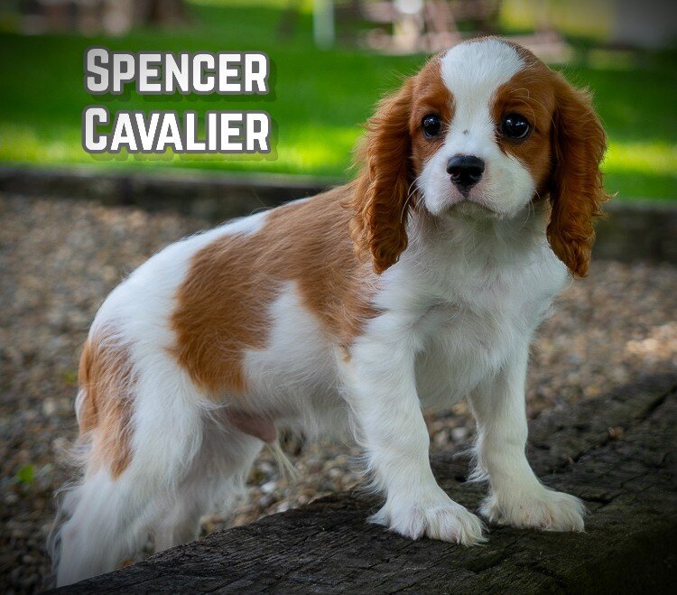 Spencer Male Cavalier image 1