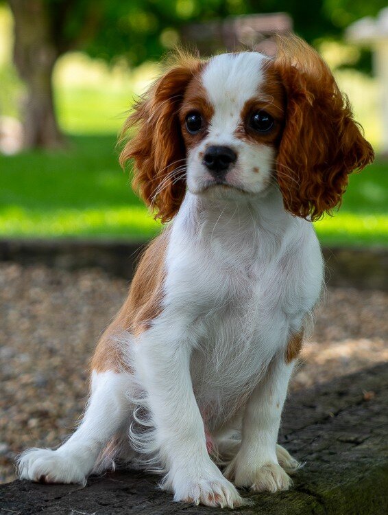 Murray Male Cavalier image 3