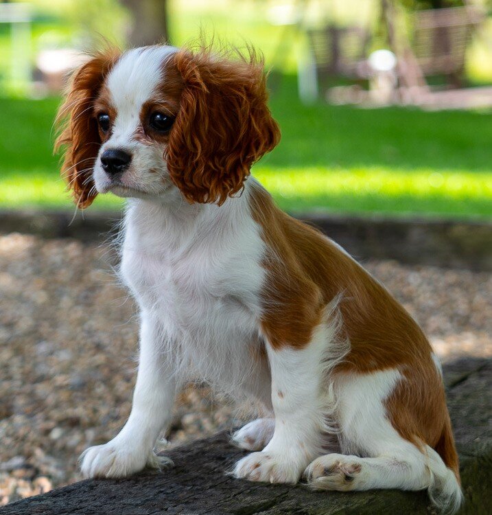 Murray Male Cavalier image 4