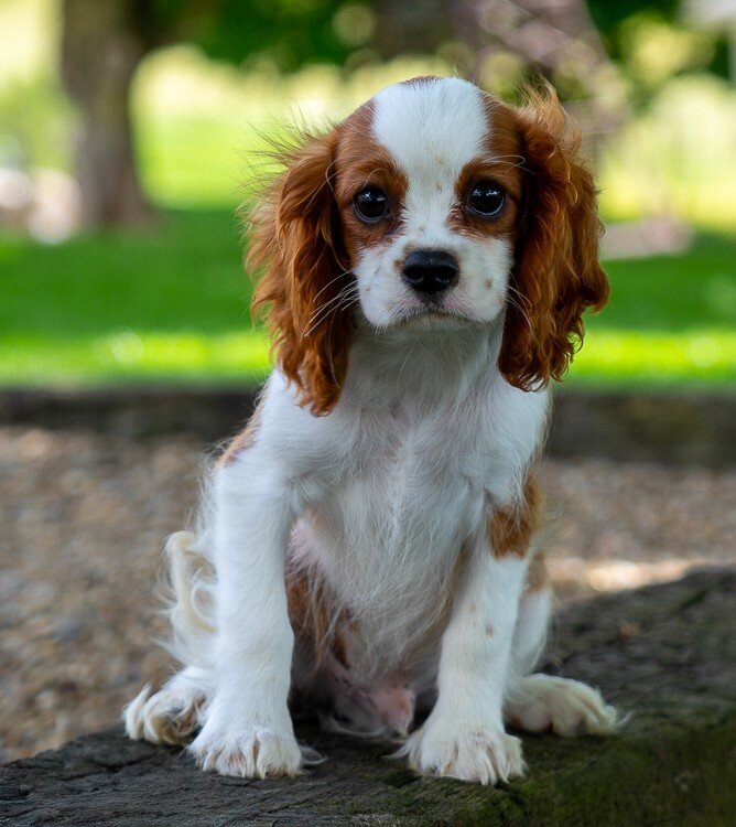 Murray Male Cavalier image 2