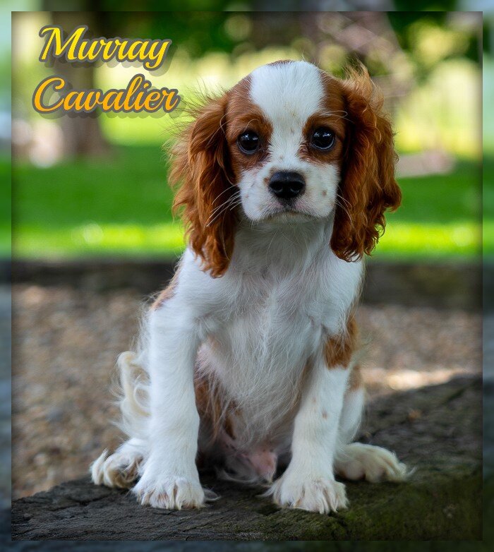 Murray Male Cavalier image 1