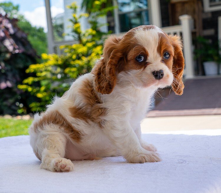 Duramax Male Cavalier image 2