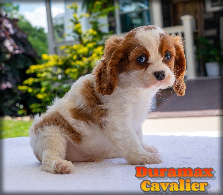 Duramax Male Cavalier image 1