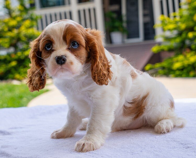Duramax Male Cavalier image 3
