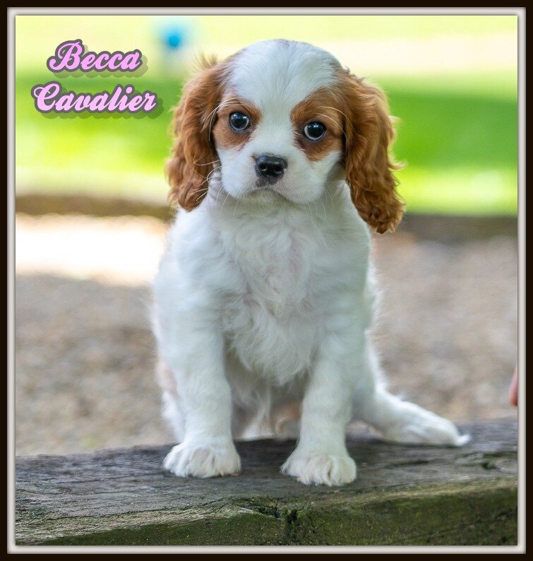 Becca Female Cavalier image 1