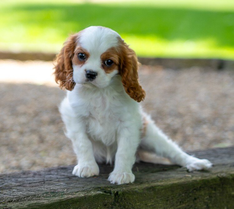 Becca Female Cavalier image 3