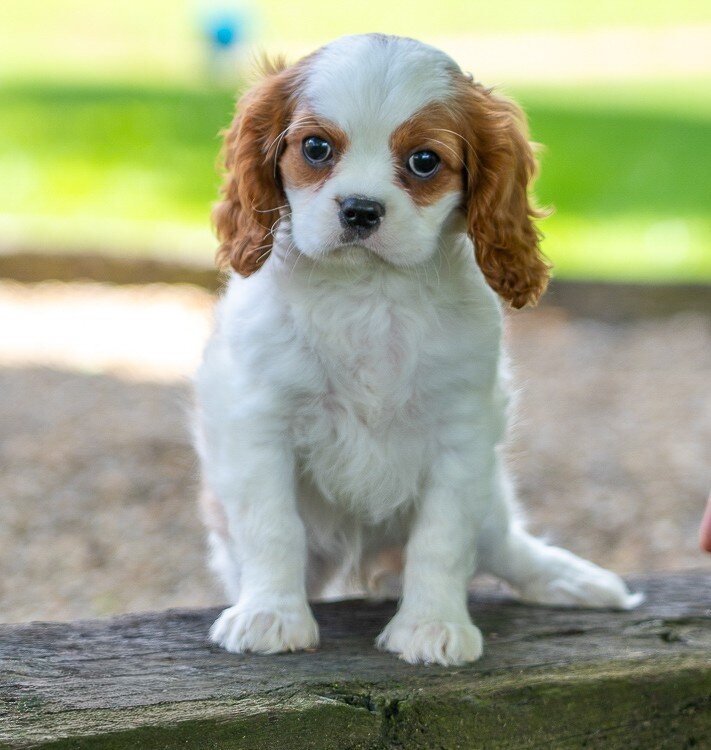 Becca Female Cavalier image 2