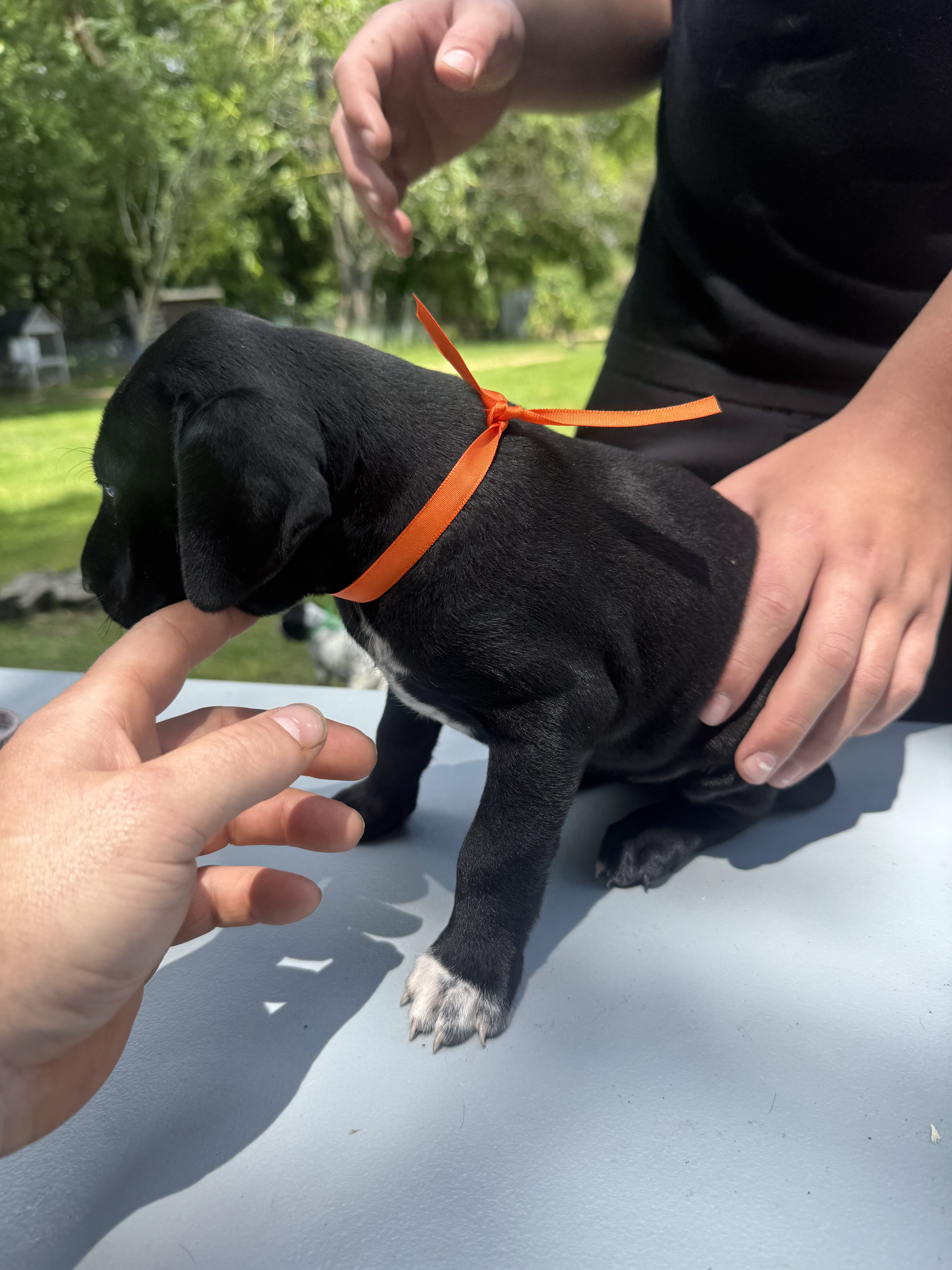 Orange Collar Female image 1