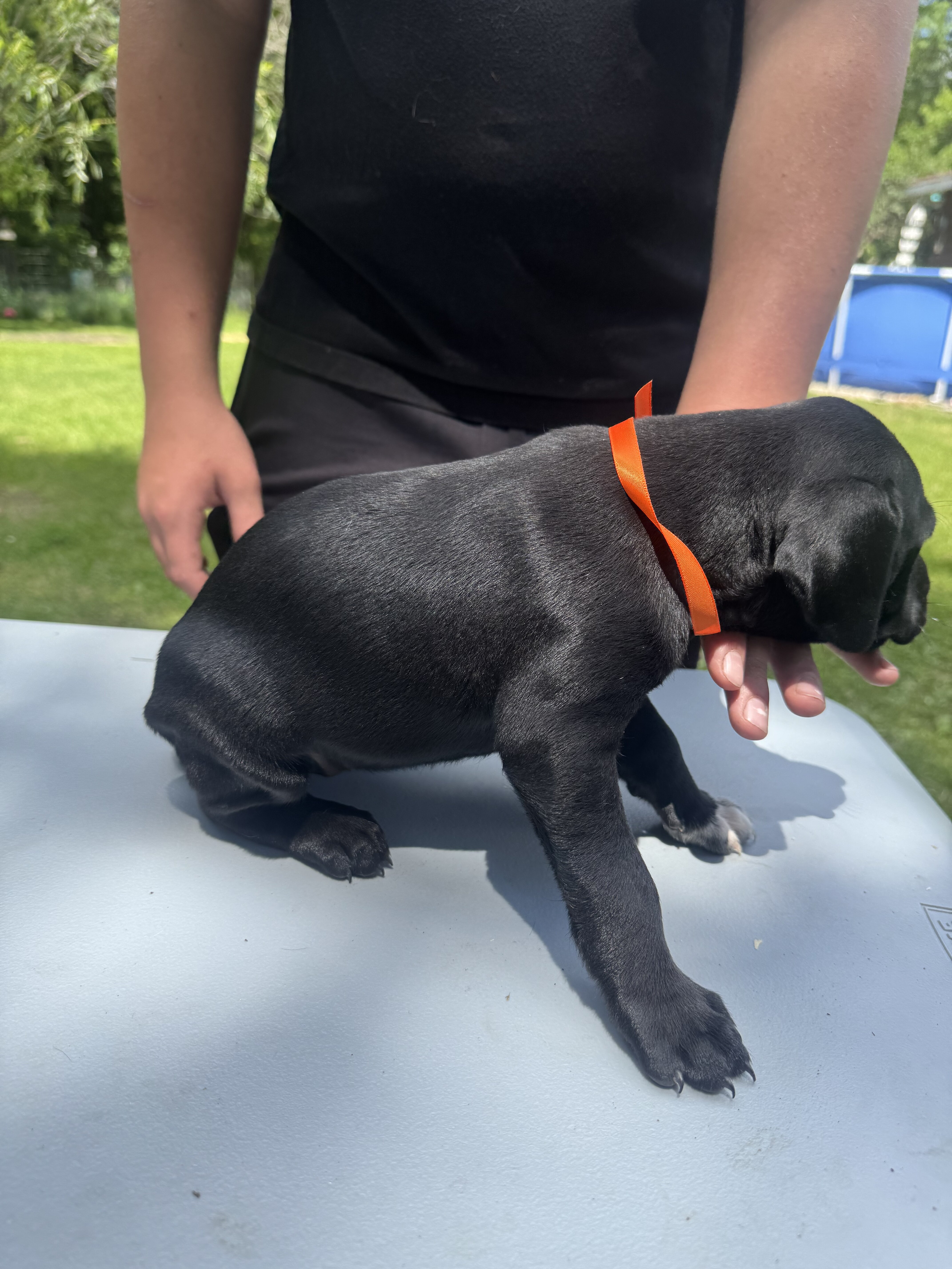 Orange Collar Female image 3