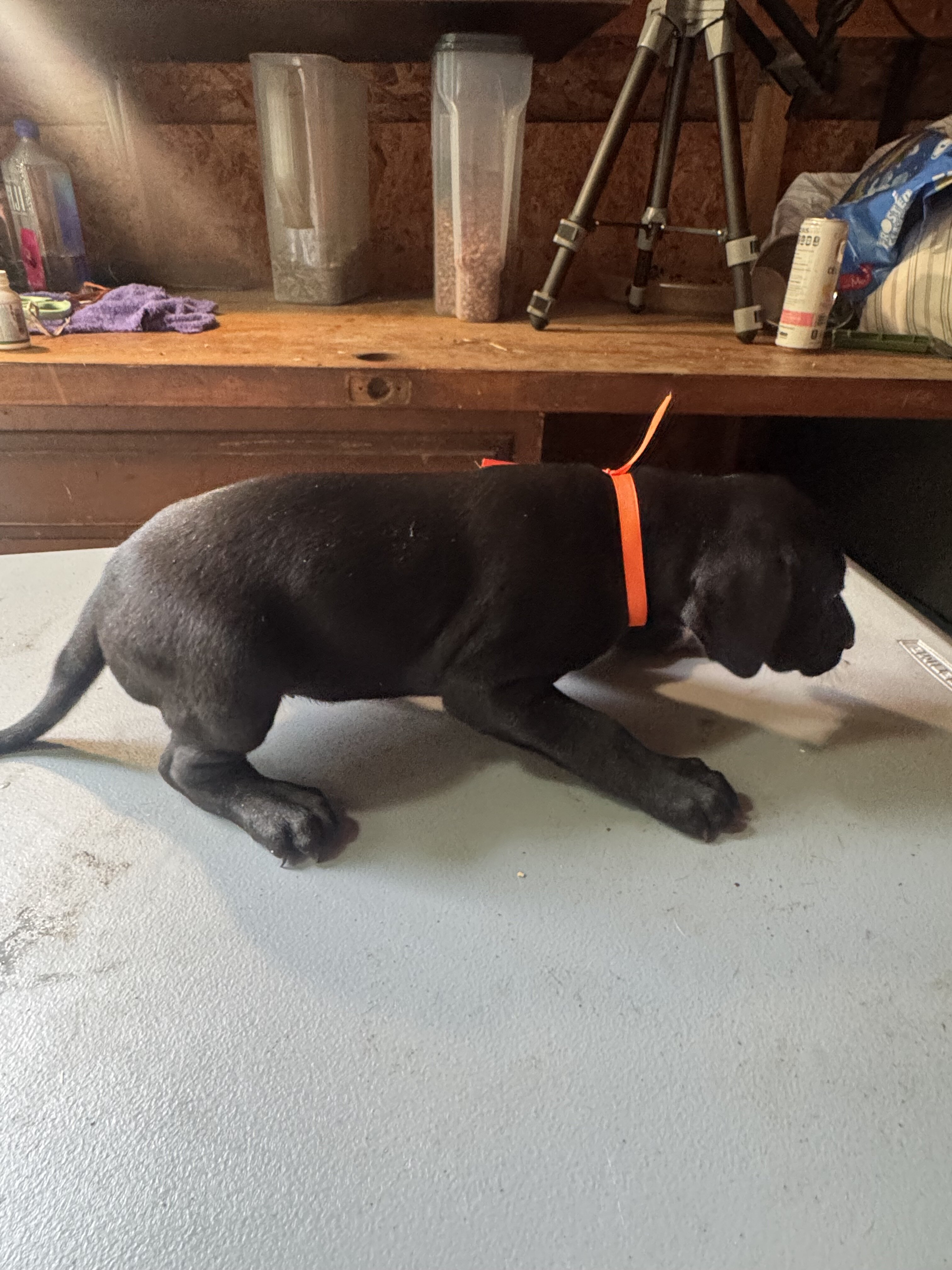 Orange Collar Female image 6
