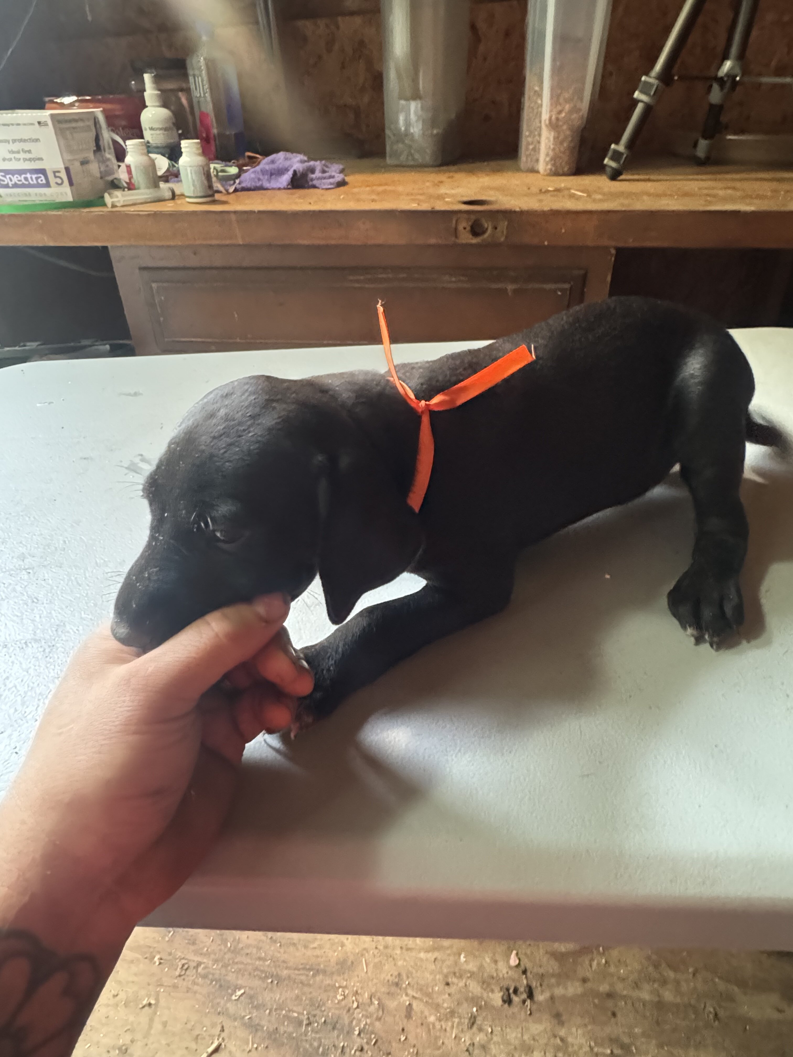 Orange Collar Female image 4