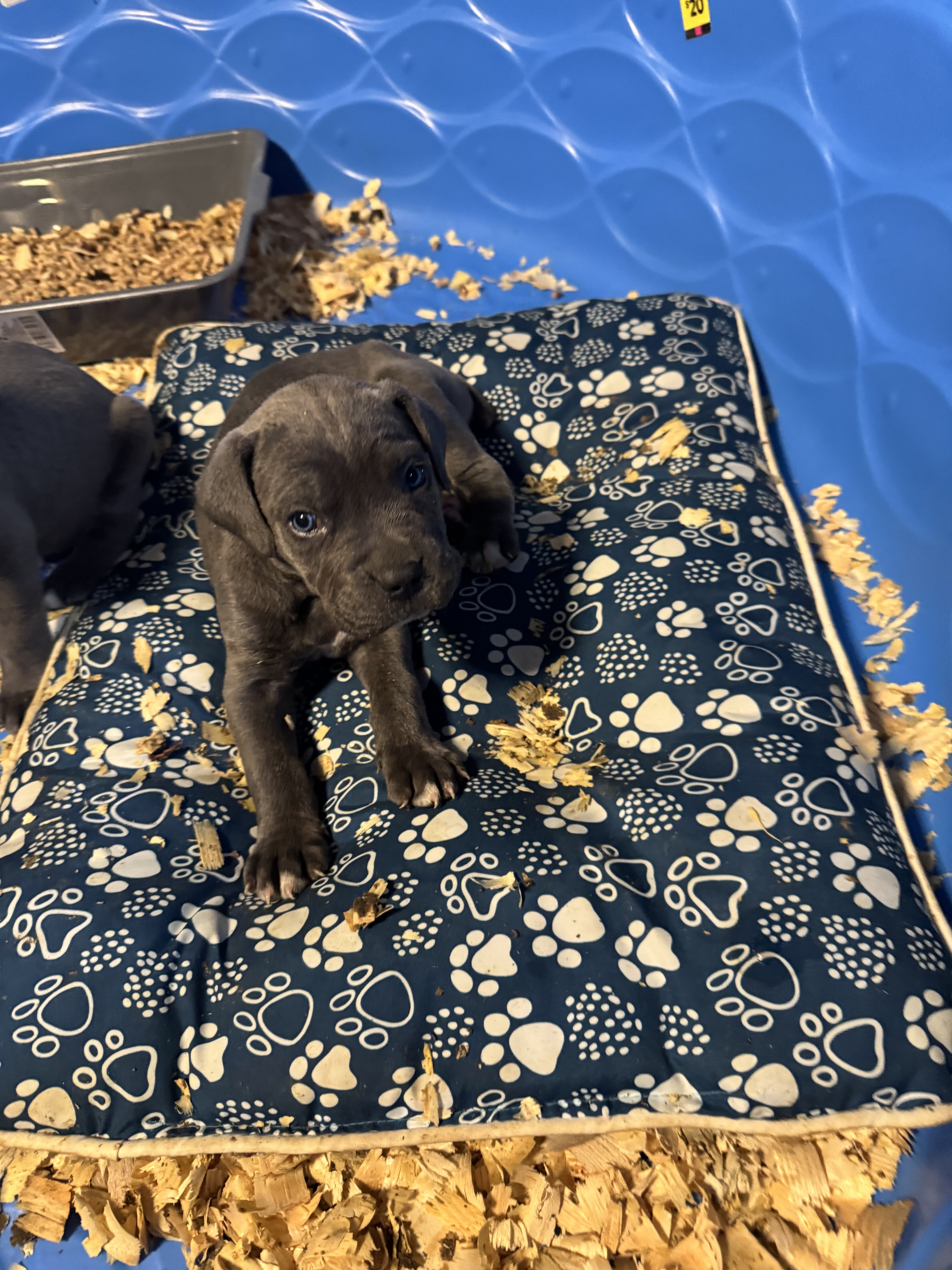 Puppies image 1