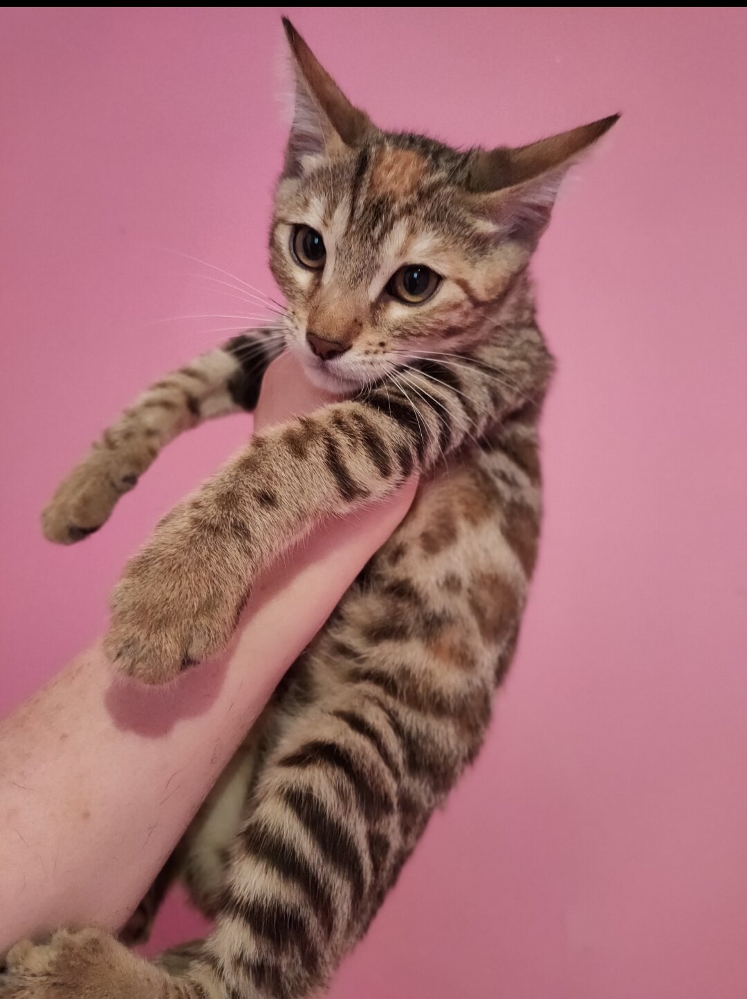 Rare Torbie Bengal Kittens image 1