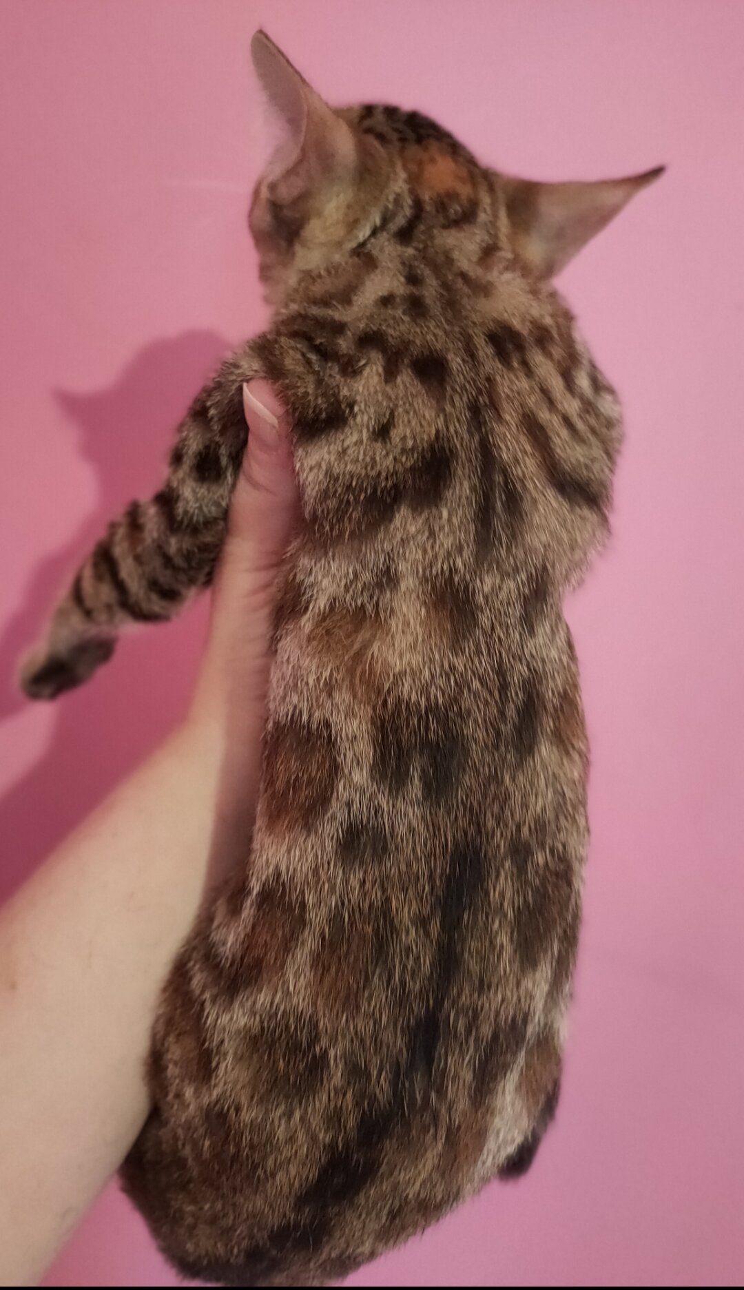 Rare Torbie Bengal Kittens image 4