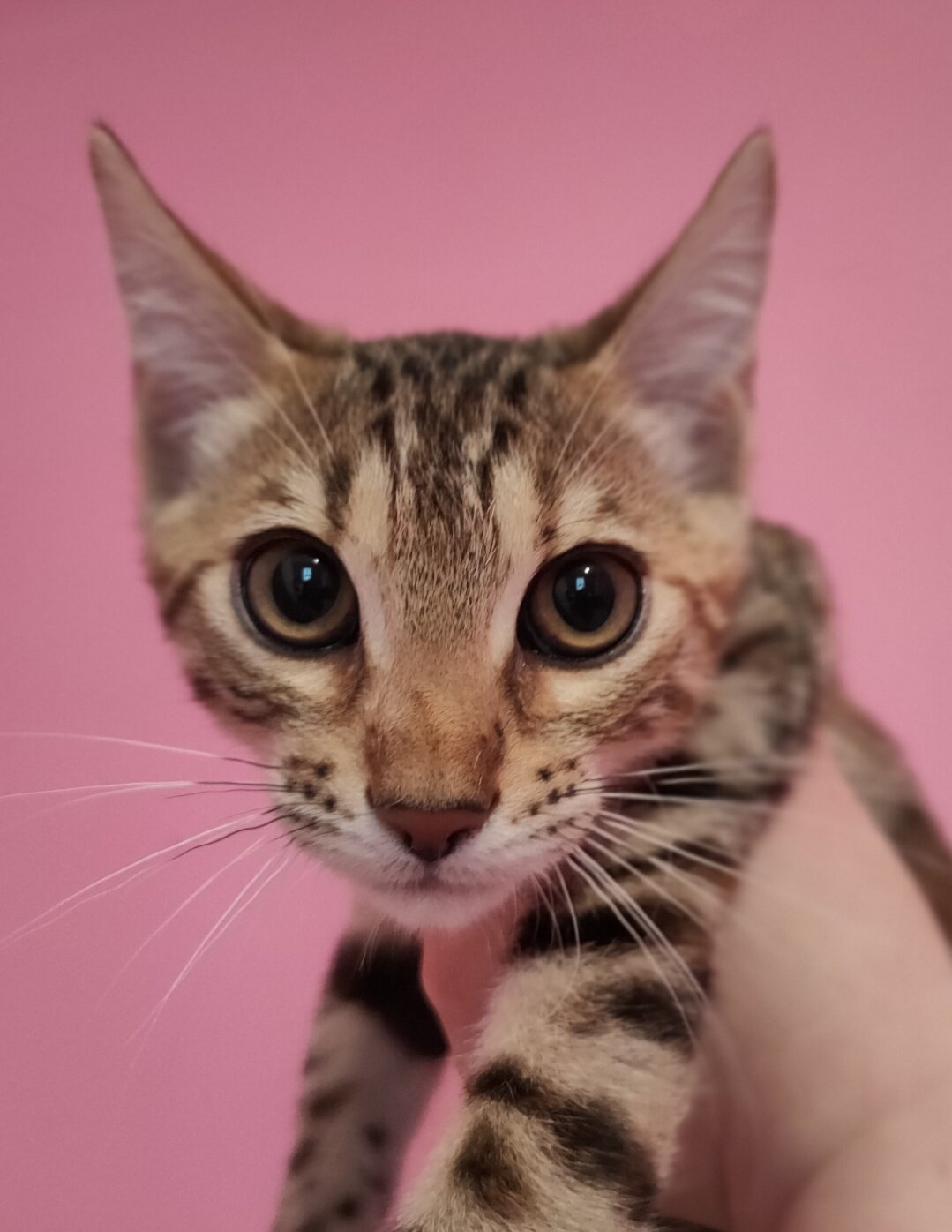 Rare Torbie Bengal Kittens image 3