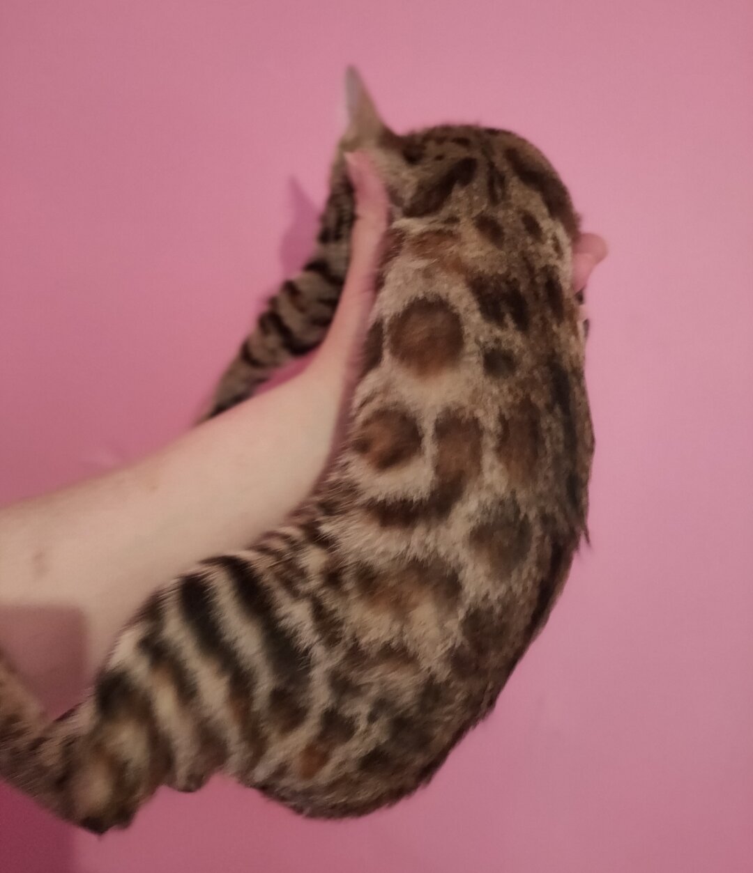 Rare Torbie Bengal Kittens image 2