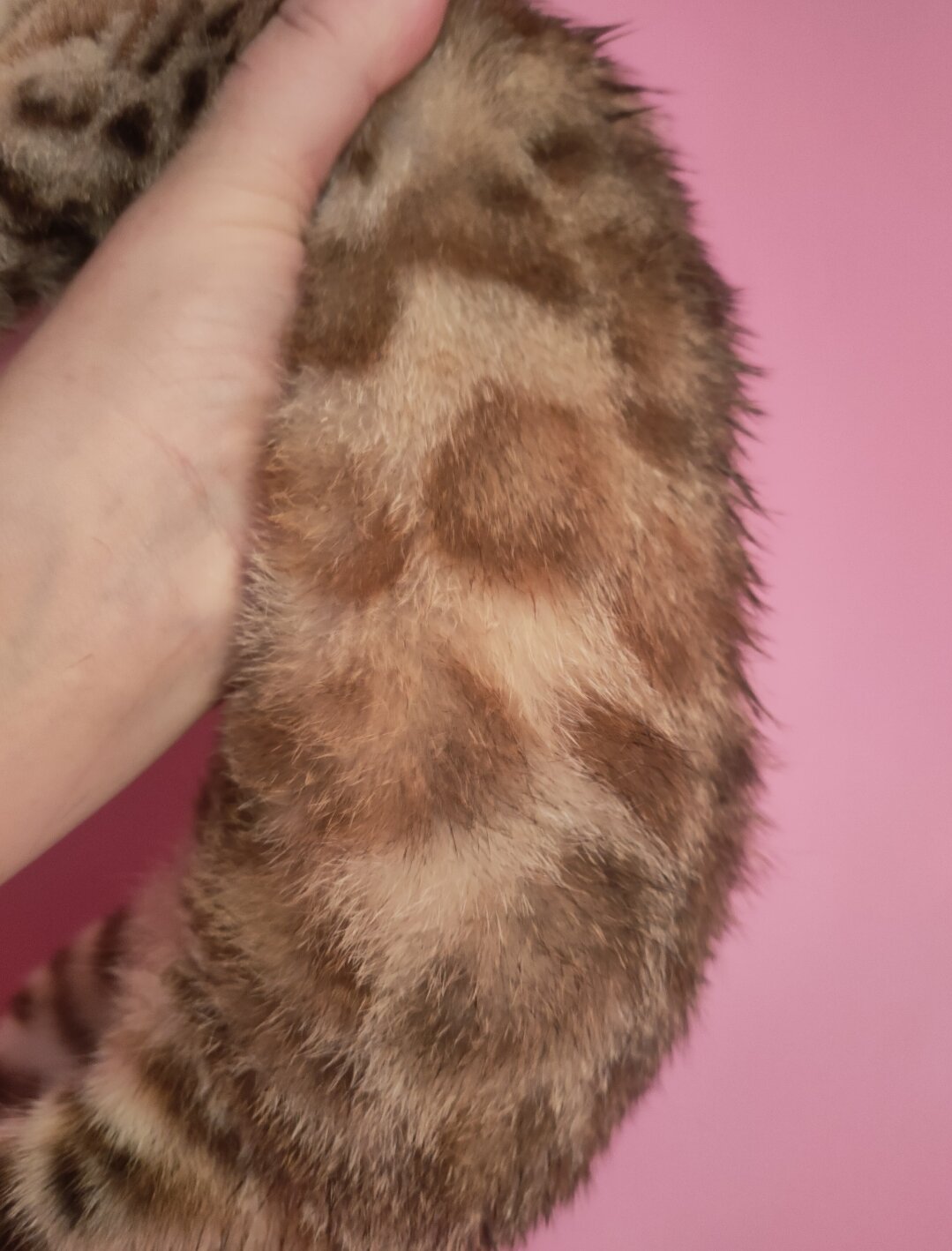 Rare Torbie Bengal Kittens image 6