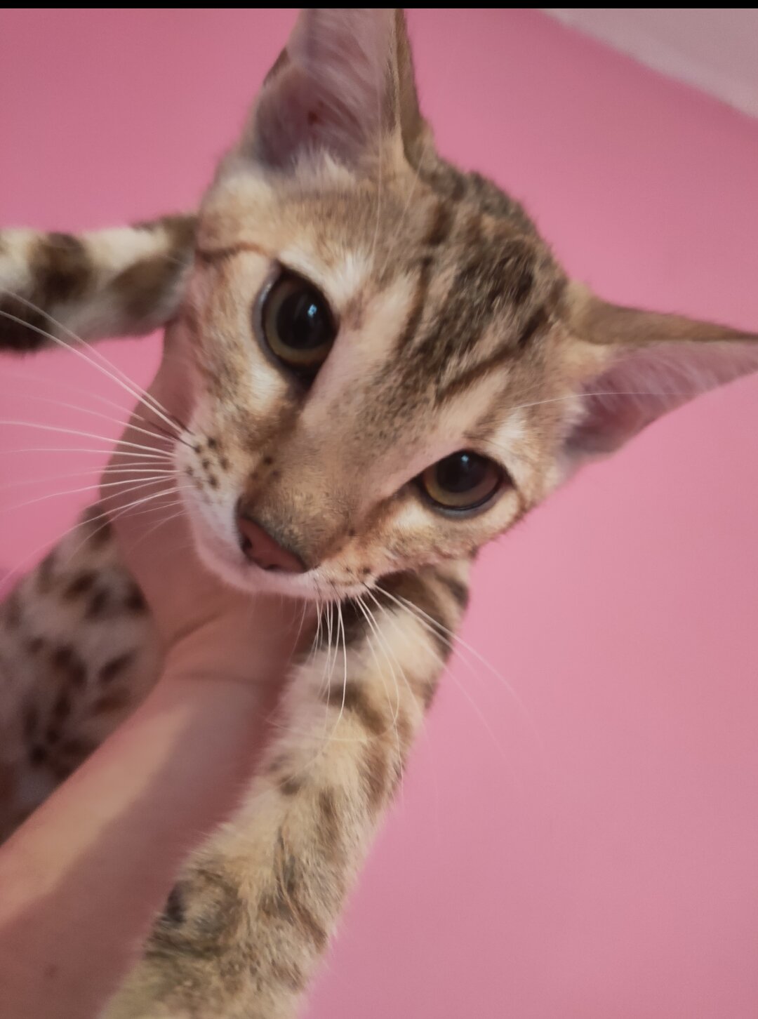 Rare Torbie Bengal Kittens image 5