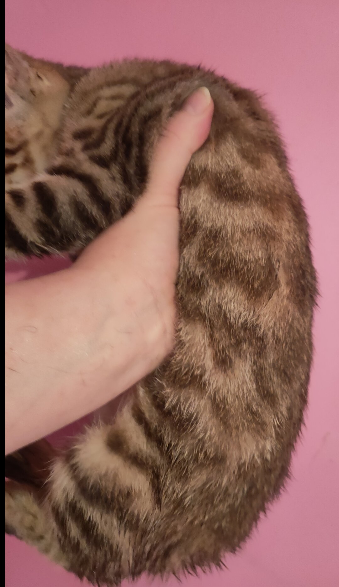 Rare Torbie Bengal Kittens image 8