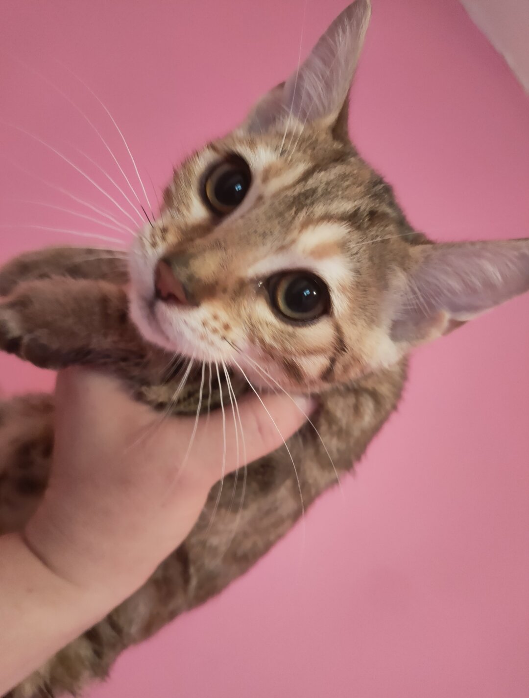 Rare Torbie Bengal Kittens image 7