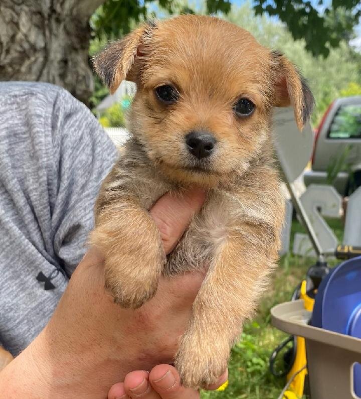 Chorkie puppies image 3