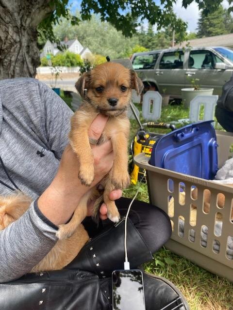 Chorkie puppies image 1