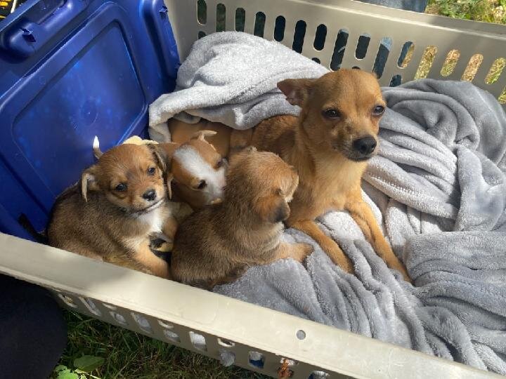 Chorkie puppies image 2