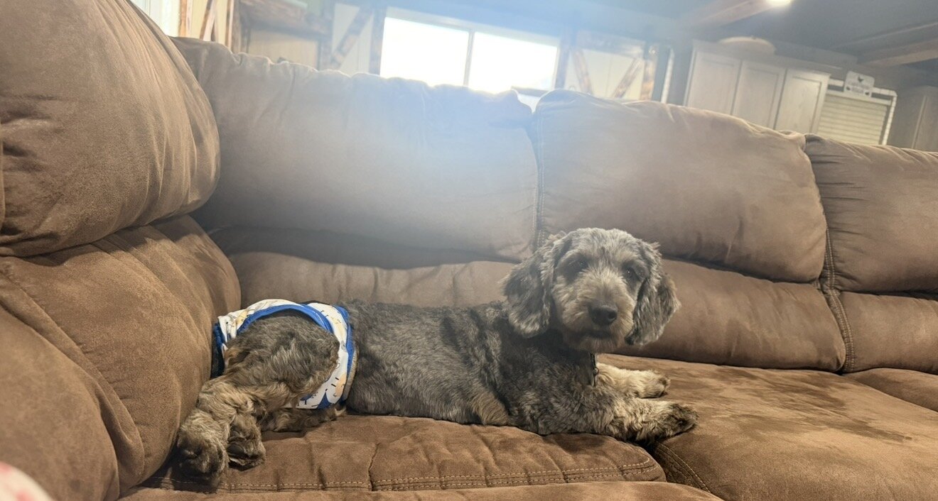 Mini Goldendoodle and Cavapoos image 1