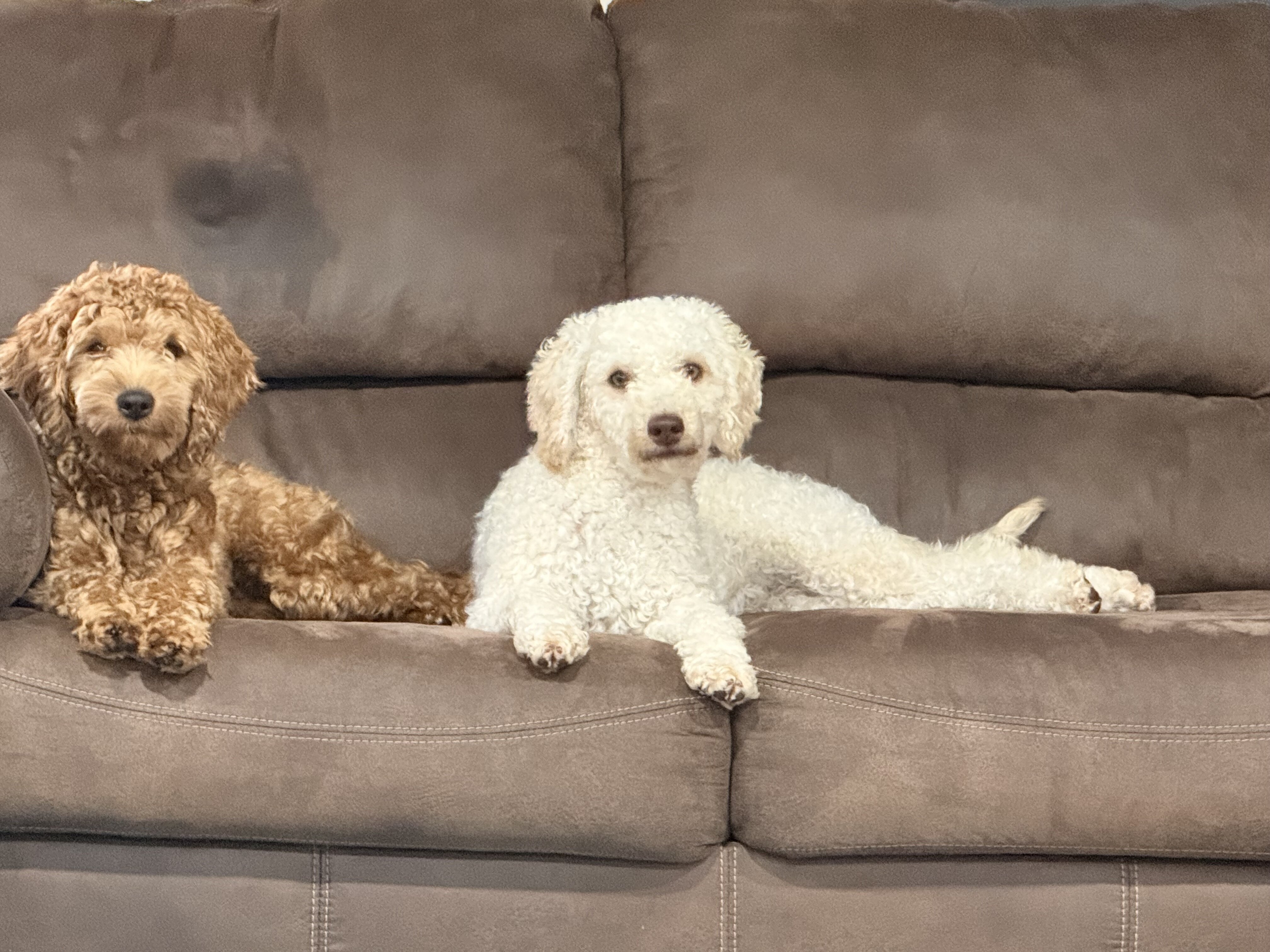 Mini Goldendoodle and Cavapoos image 2