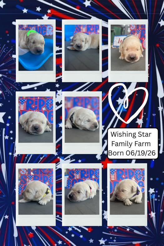 AKC Golden Retrievers image 1