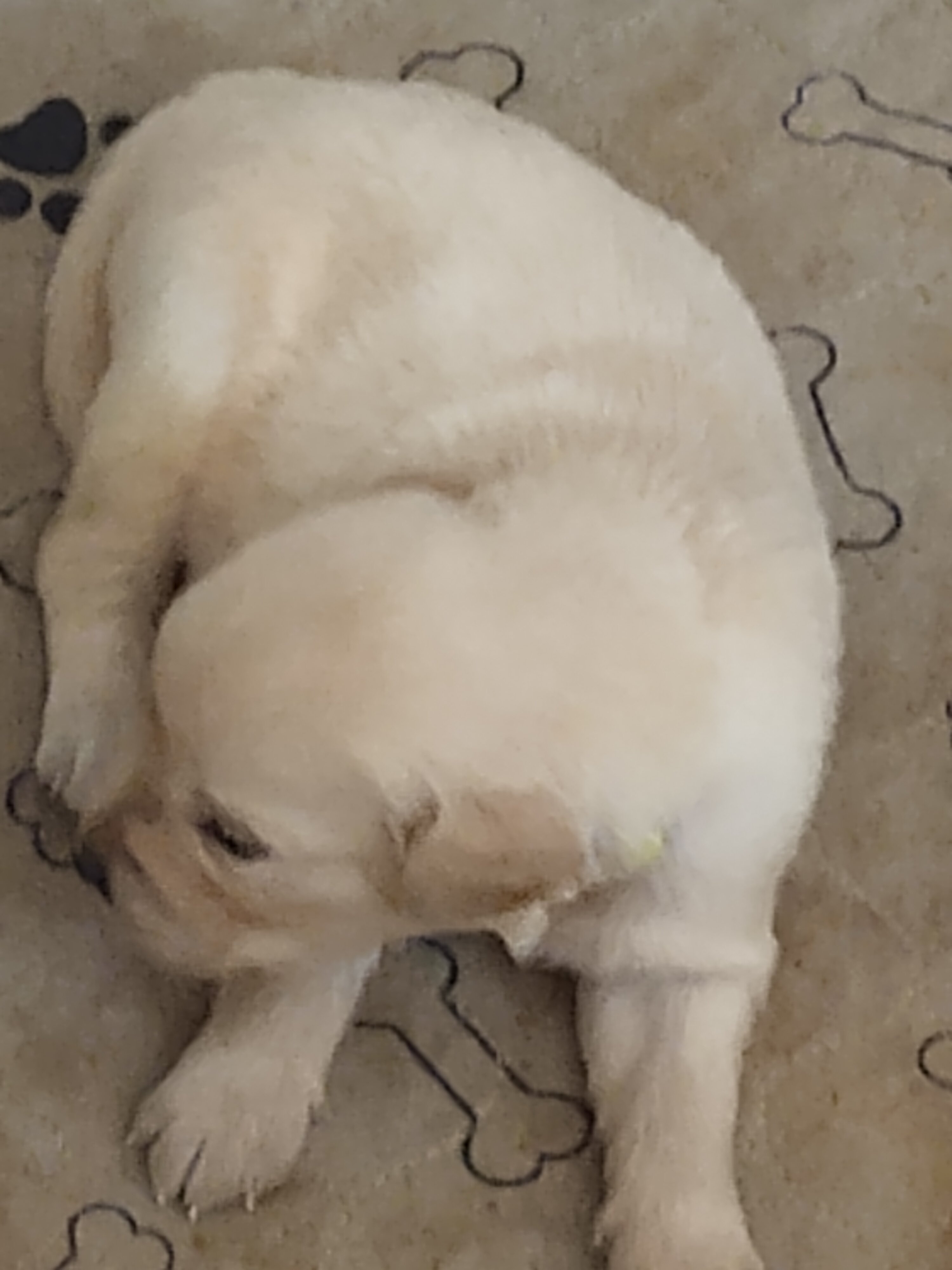 Golden Retrievers image 1