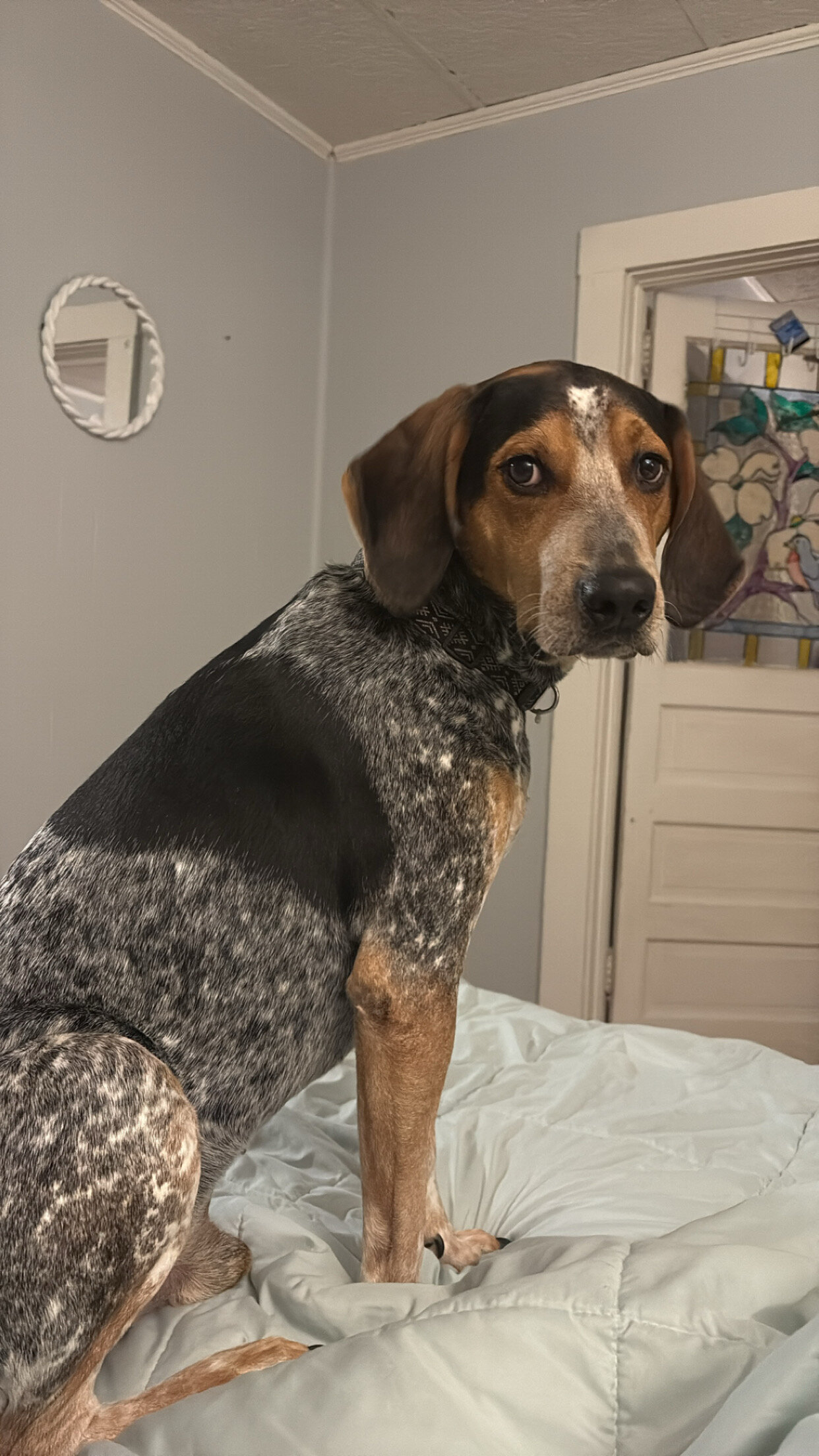 Blue tick hound image 1