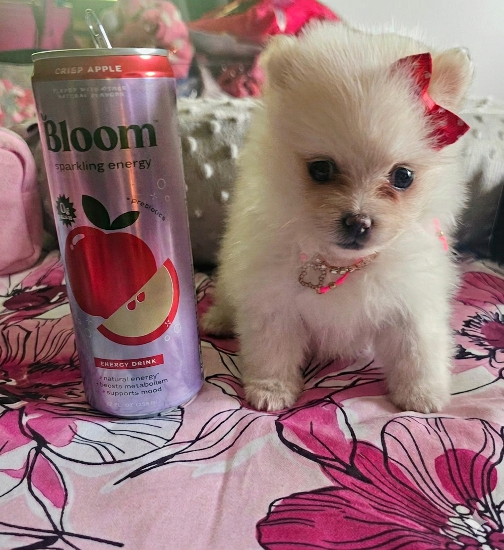 Pomeranian Babygirl💖 image 2