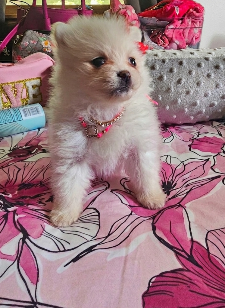 Pomeranian Babygirl💖 image 4