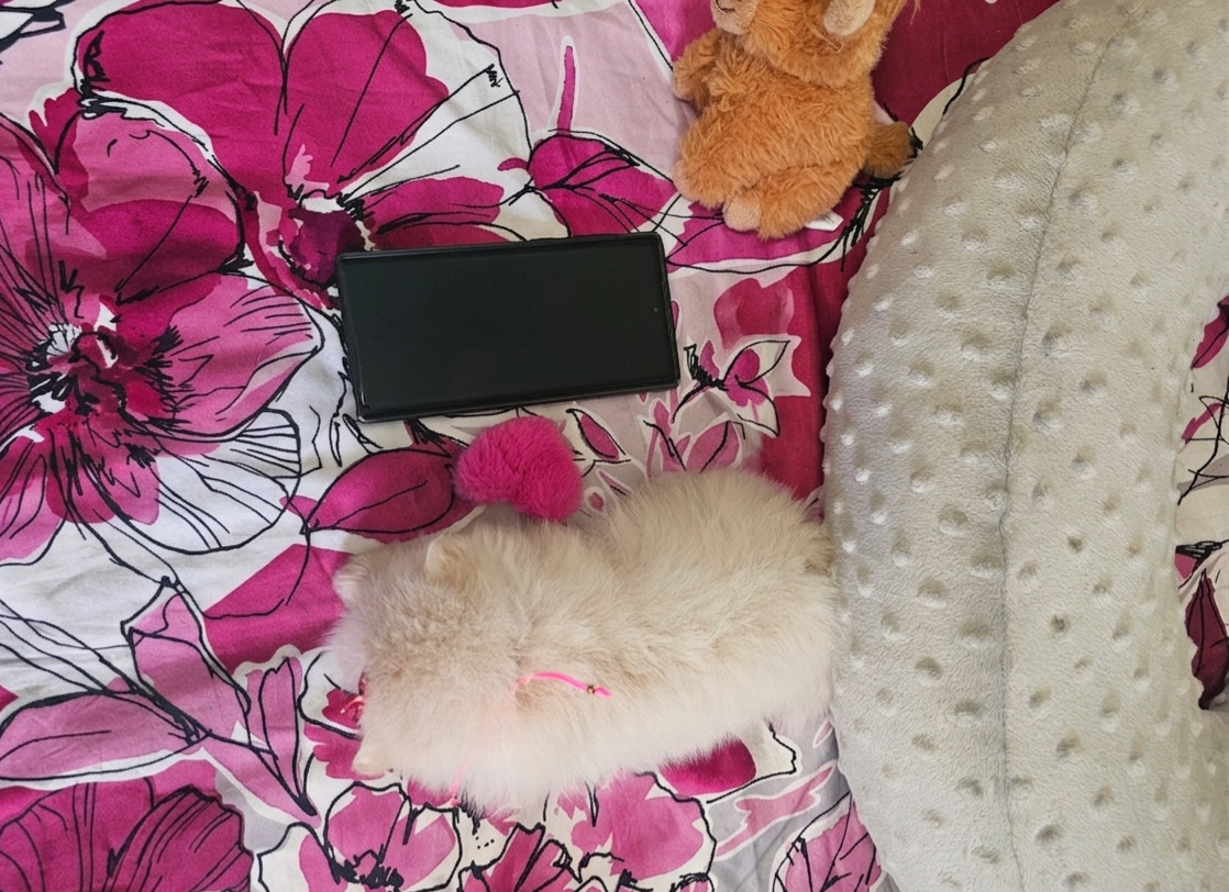 Pomeranian Babygirl💖 image 3