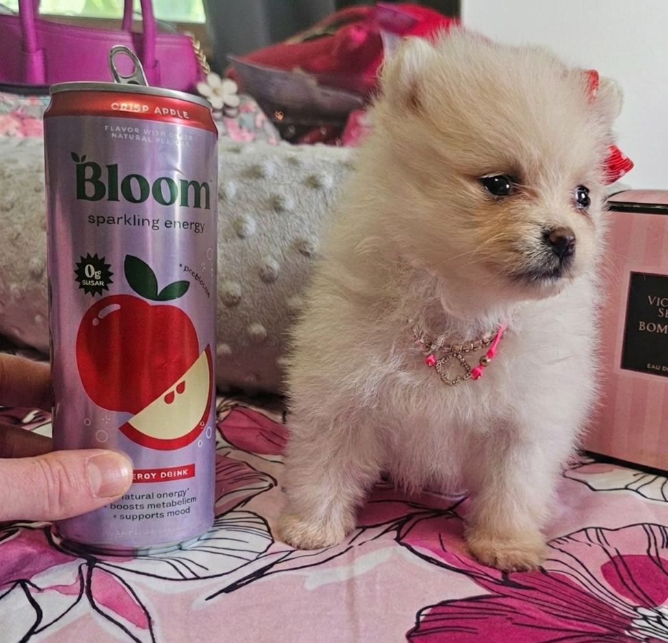 Pomeranian Babygirl💖 image 1