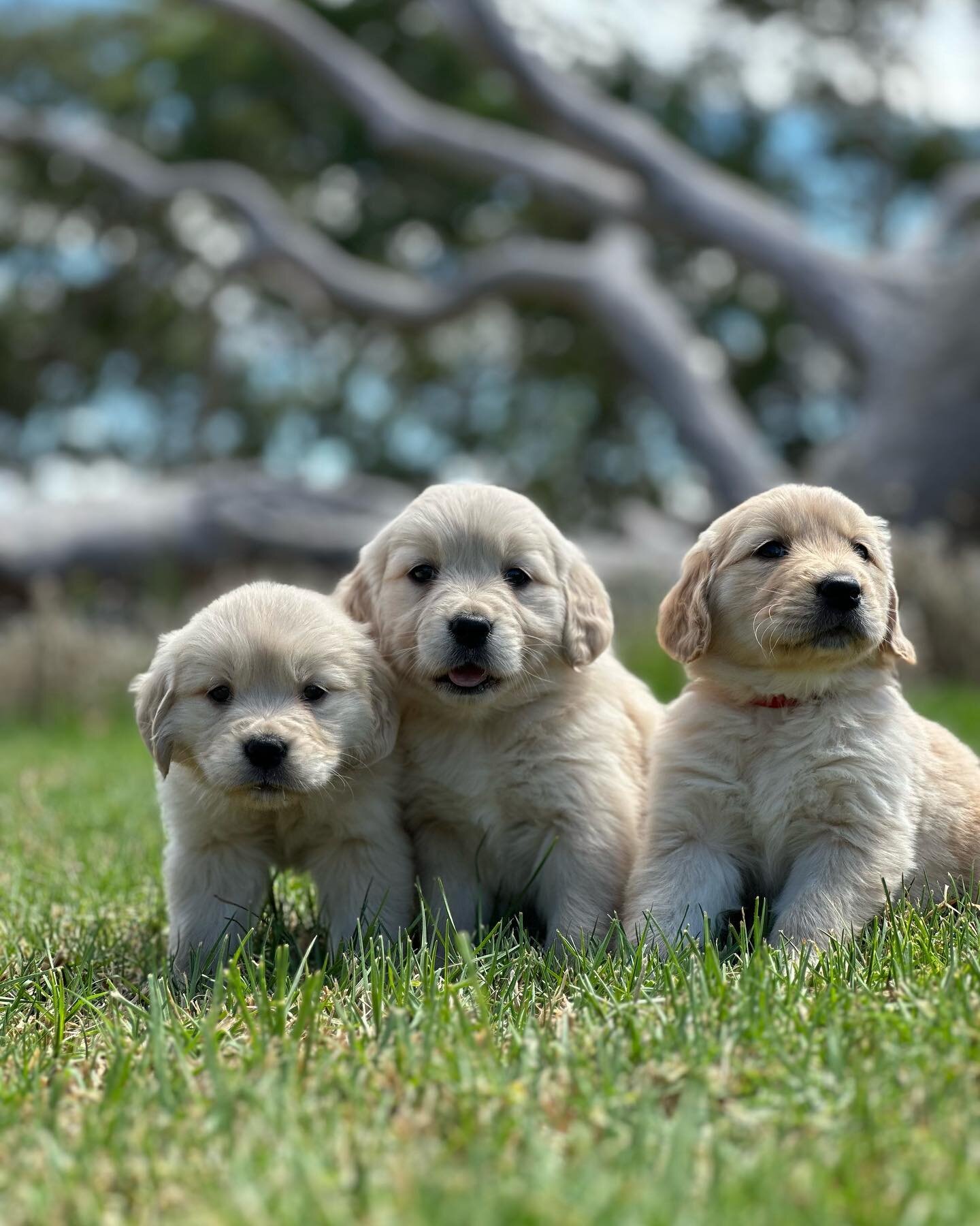Golden Retriever Puppies Ready For New Homes image 1