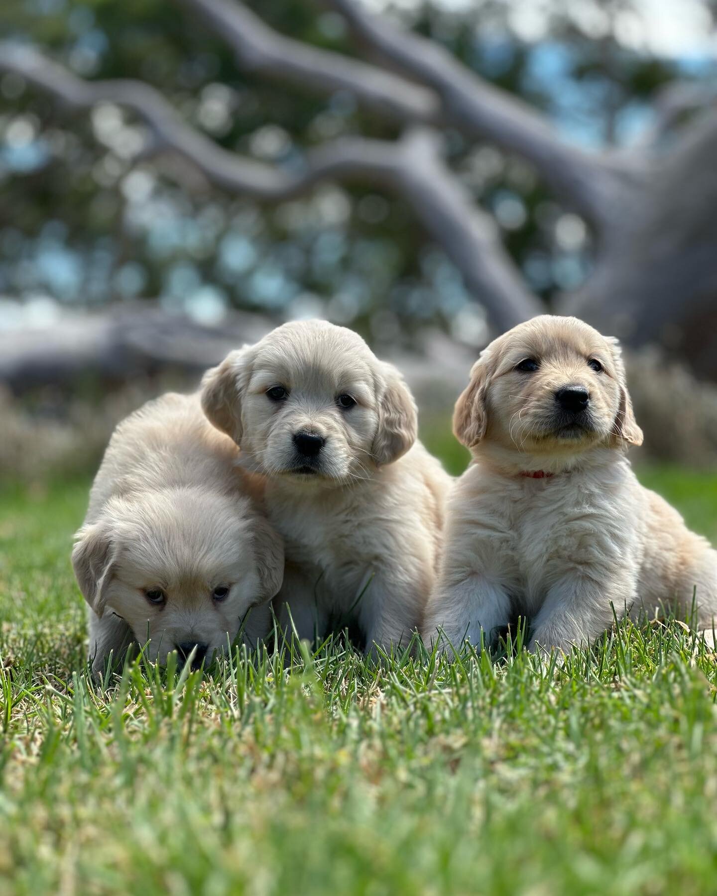 Golden Retriever Puppies Ready For New Homes image 2