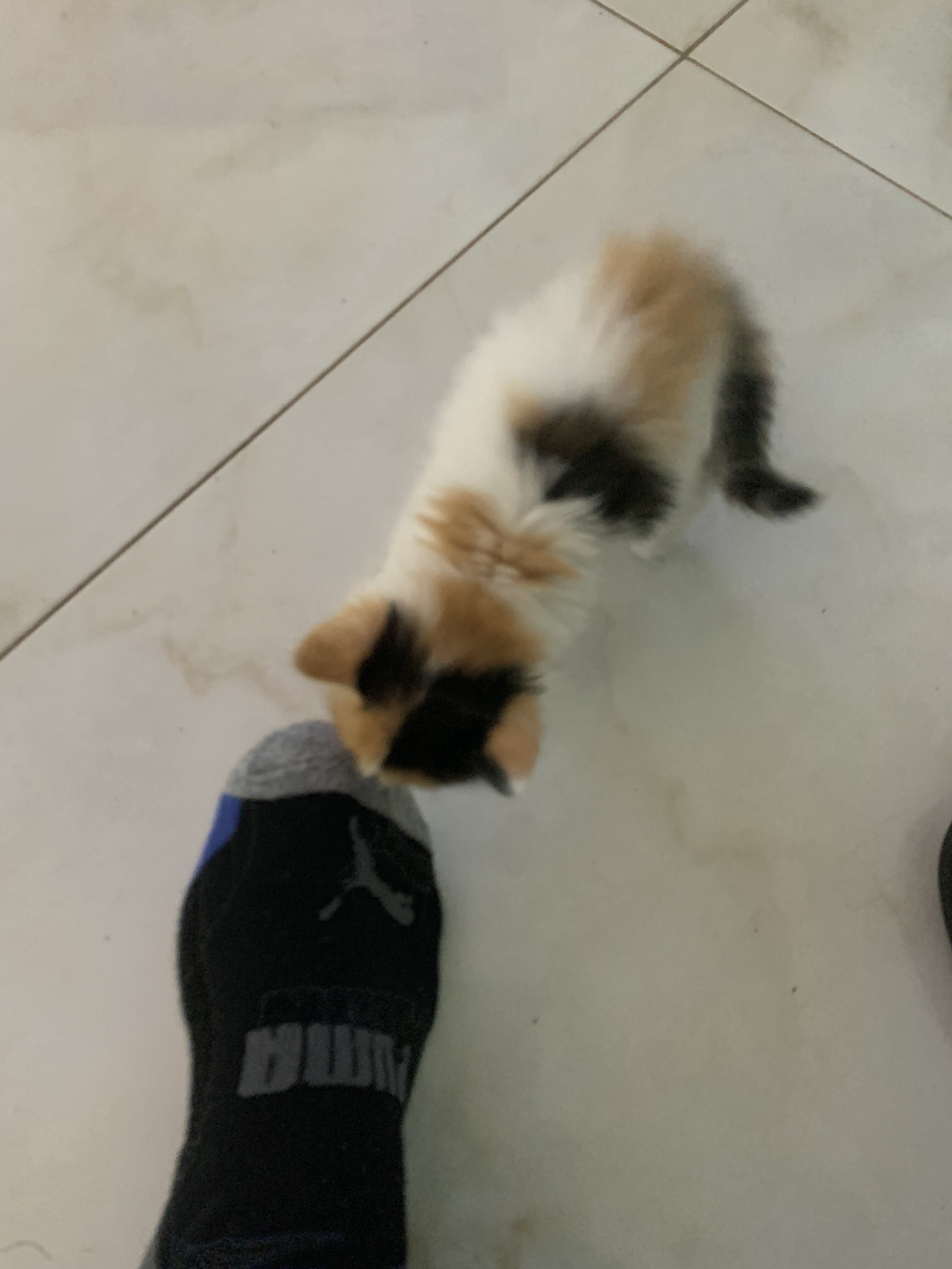 Turkish Van kitten image 2