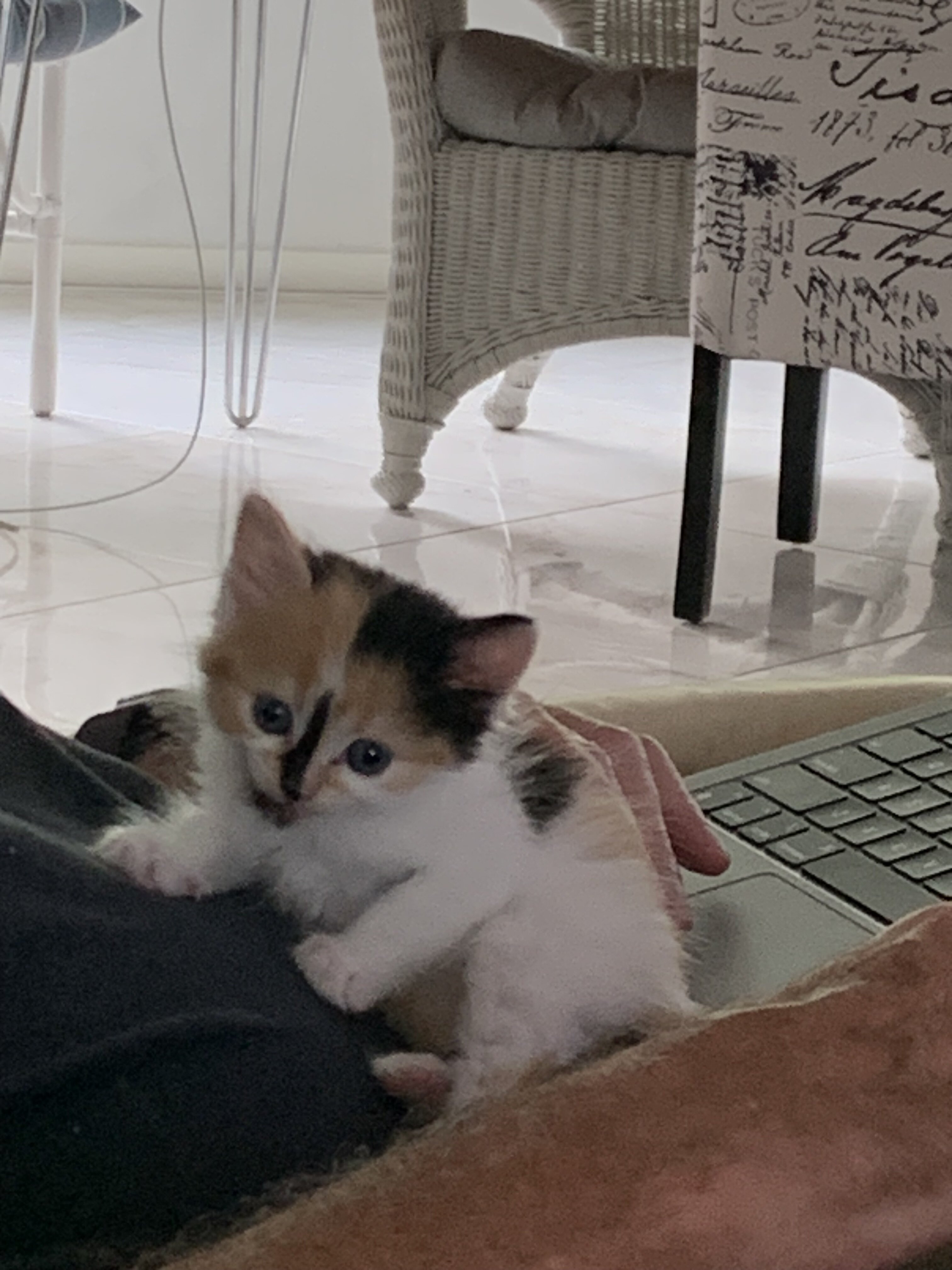 Turkish Van kitten image 3