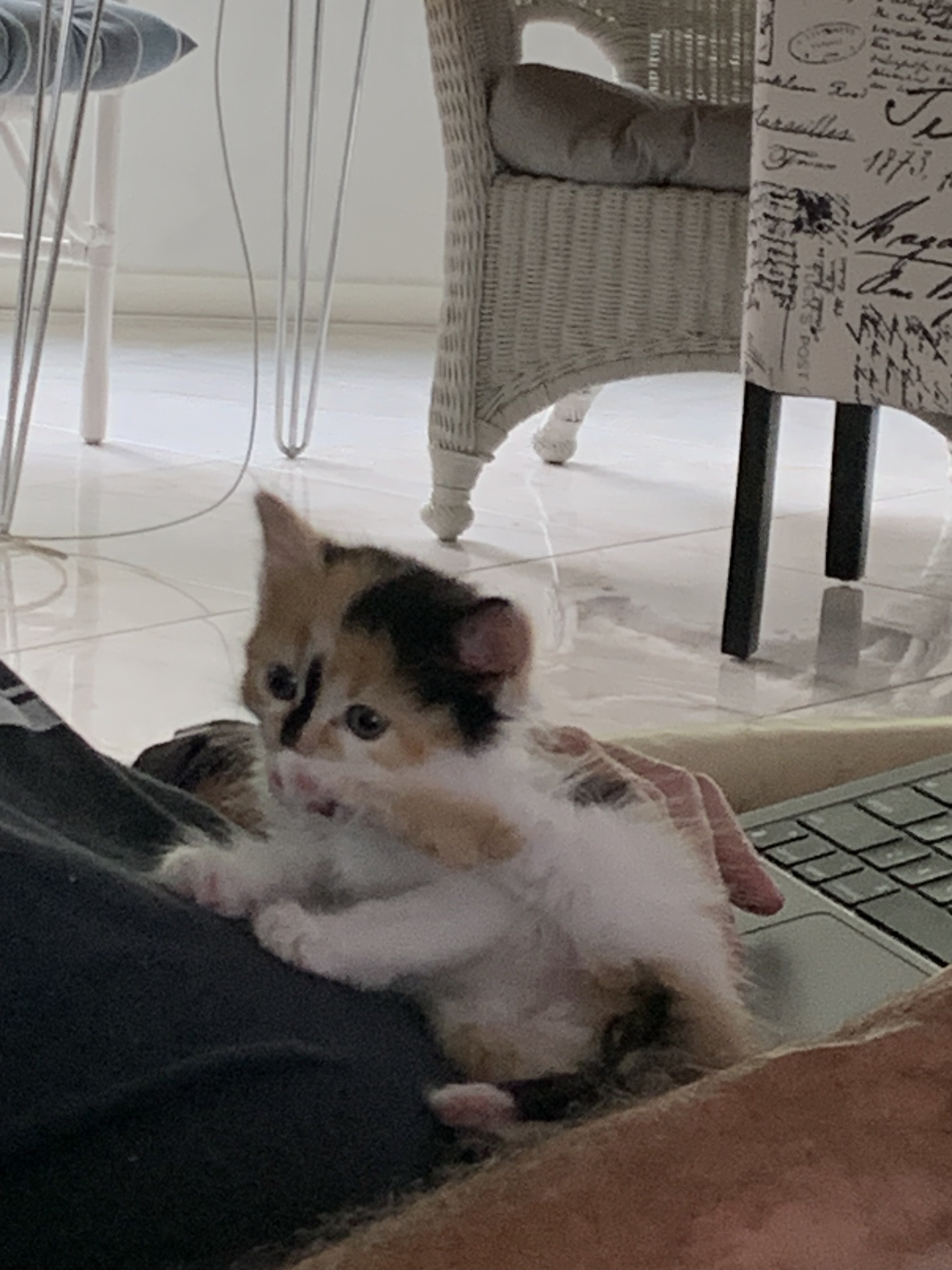 Turkish Van kitten image 1