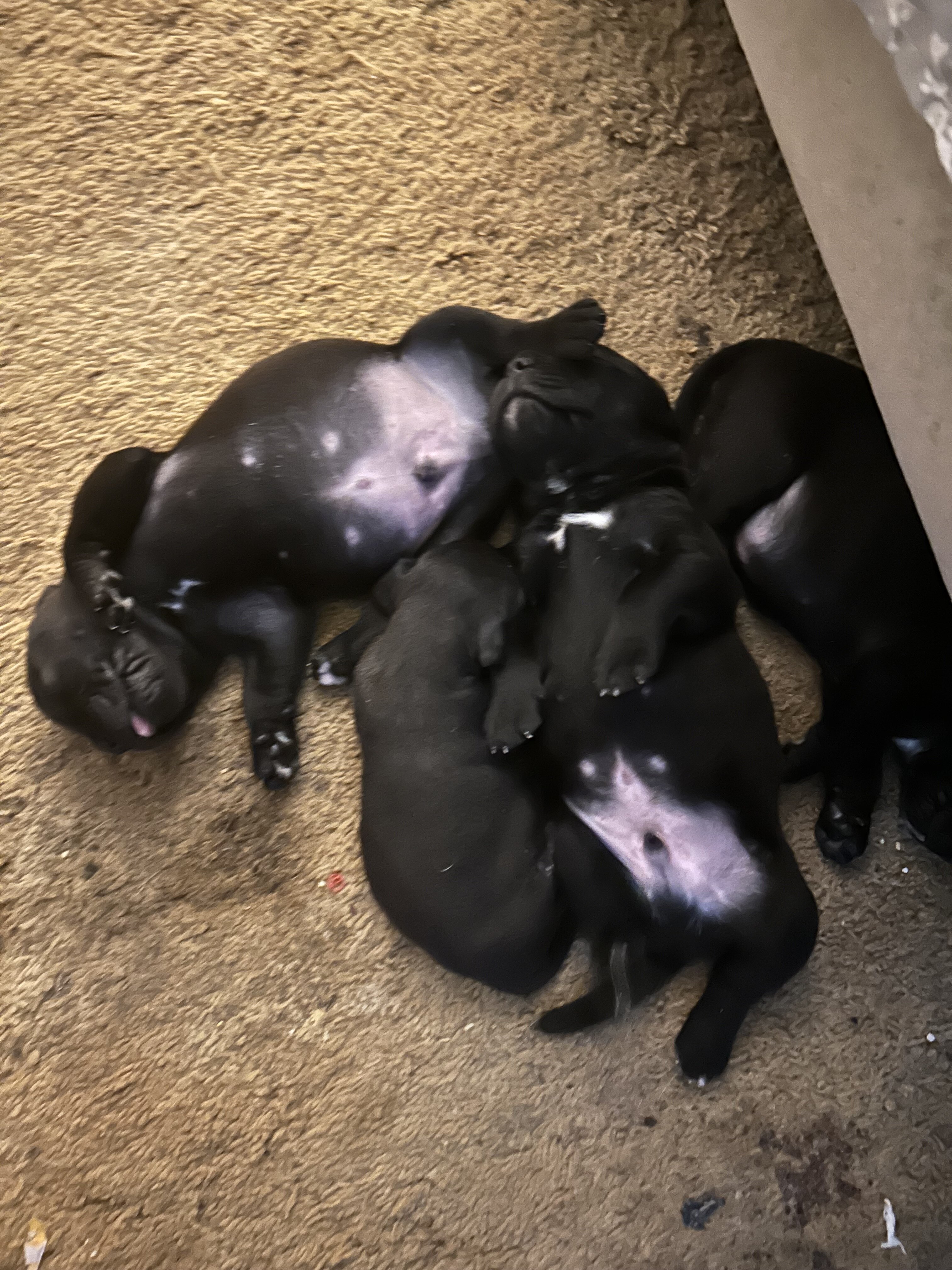 Puppies image 1