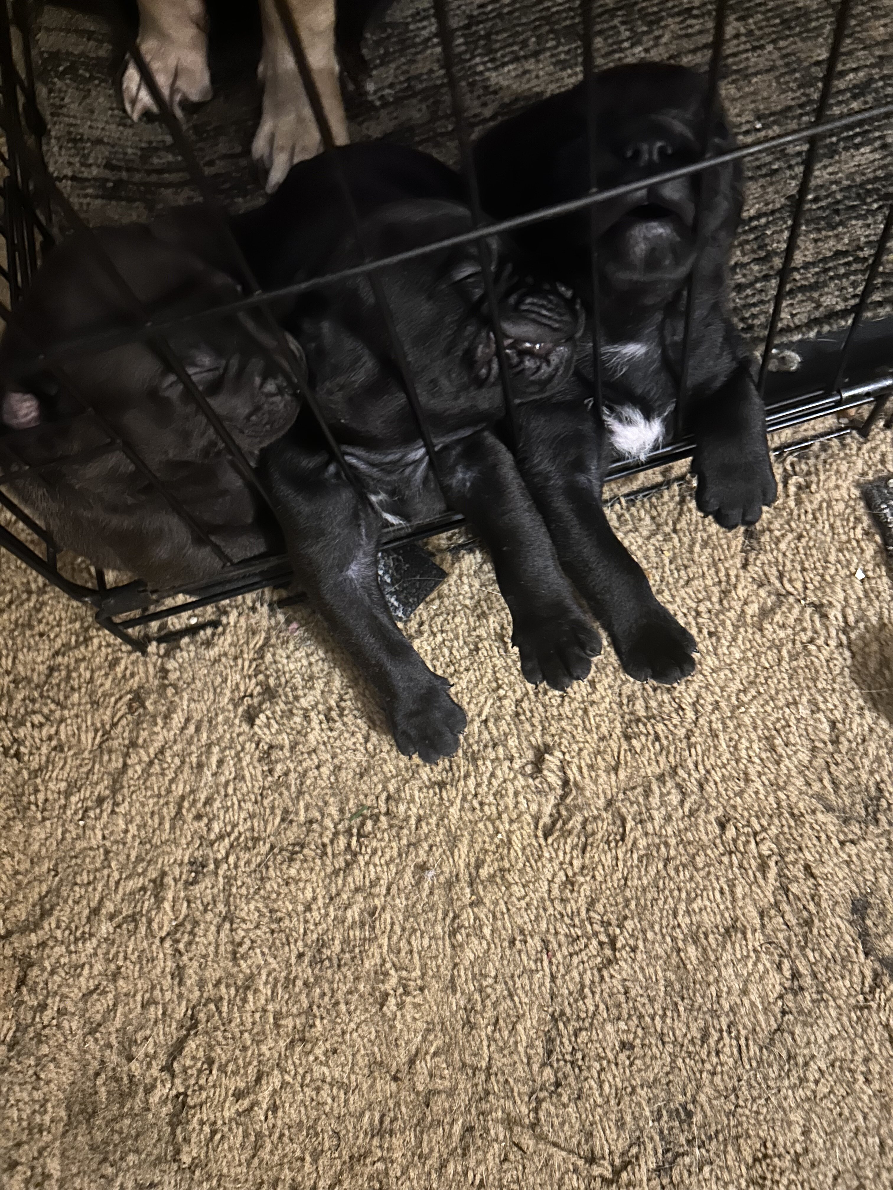 Puppies image 2