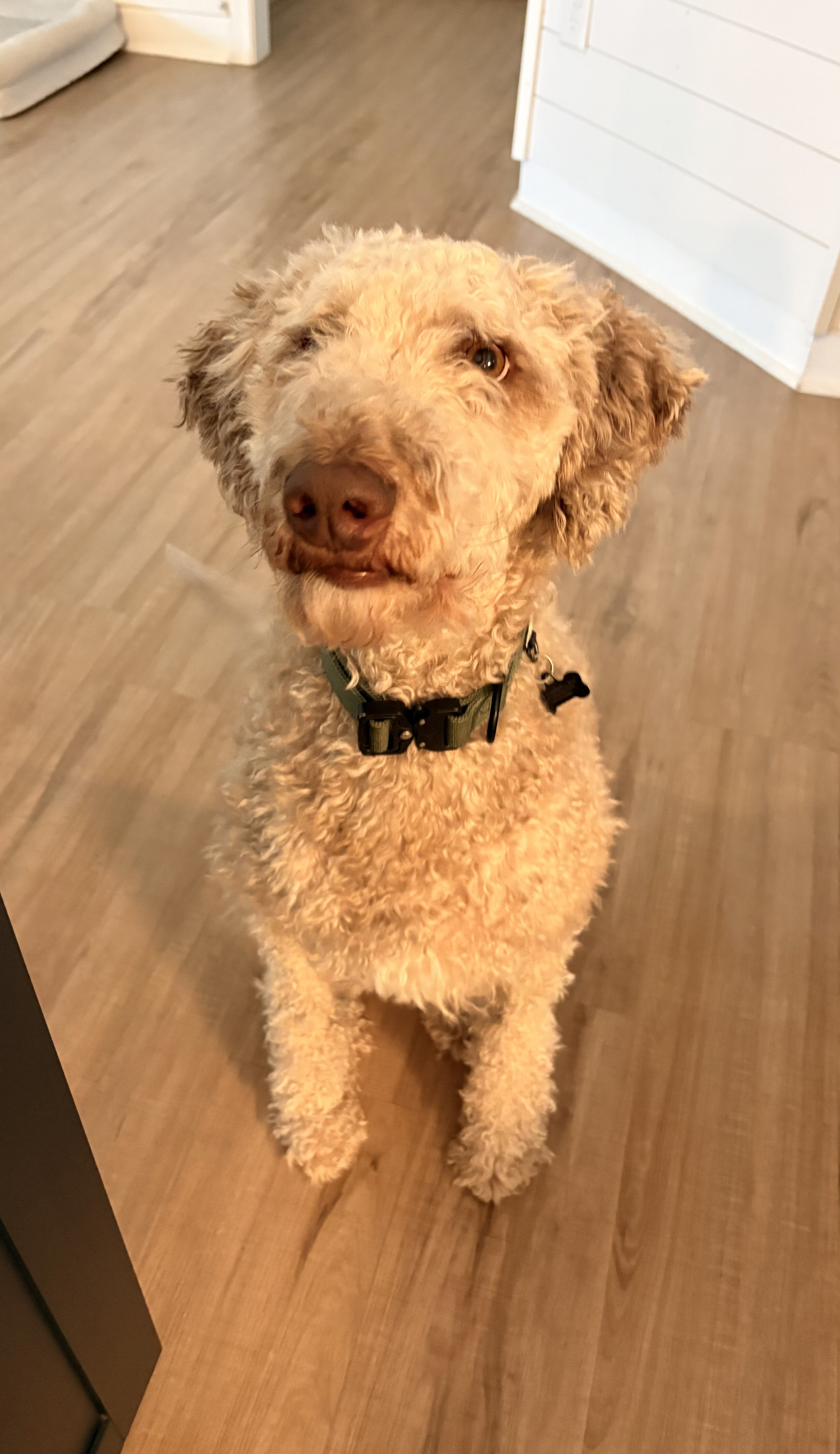 Rehoming our Goldendoodle image 2