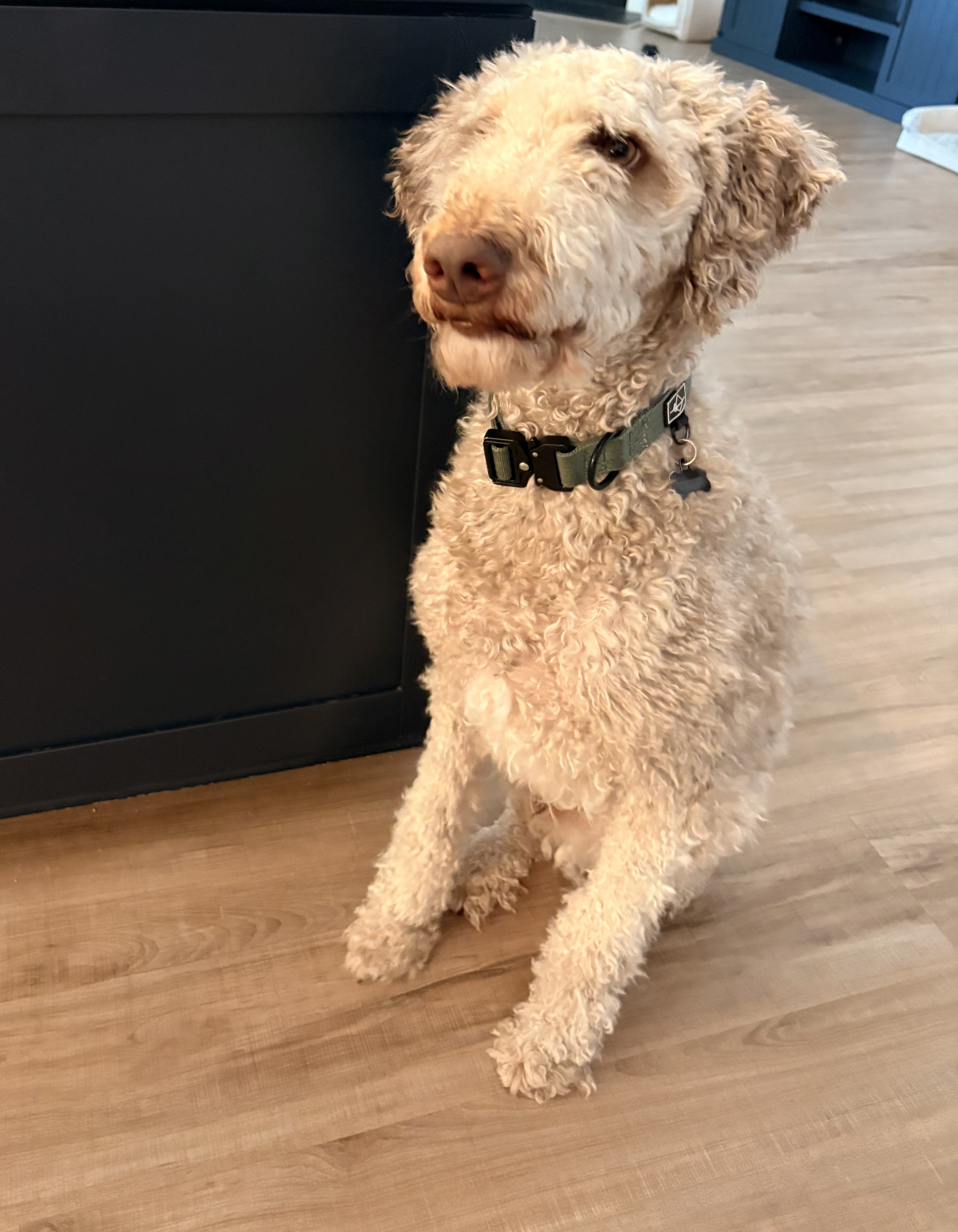 Rehoming our Goldendoodle image 1