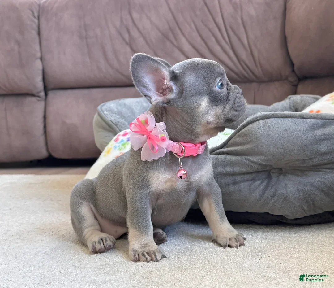 FRENCH BULLDOG PUPPY image 5